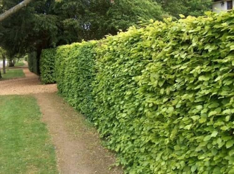Green Beech Hedging Plant semi-Evergreen Bare Root Hedge Plant Saplings Grade A (35, 3ft (90cm))