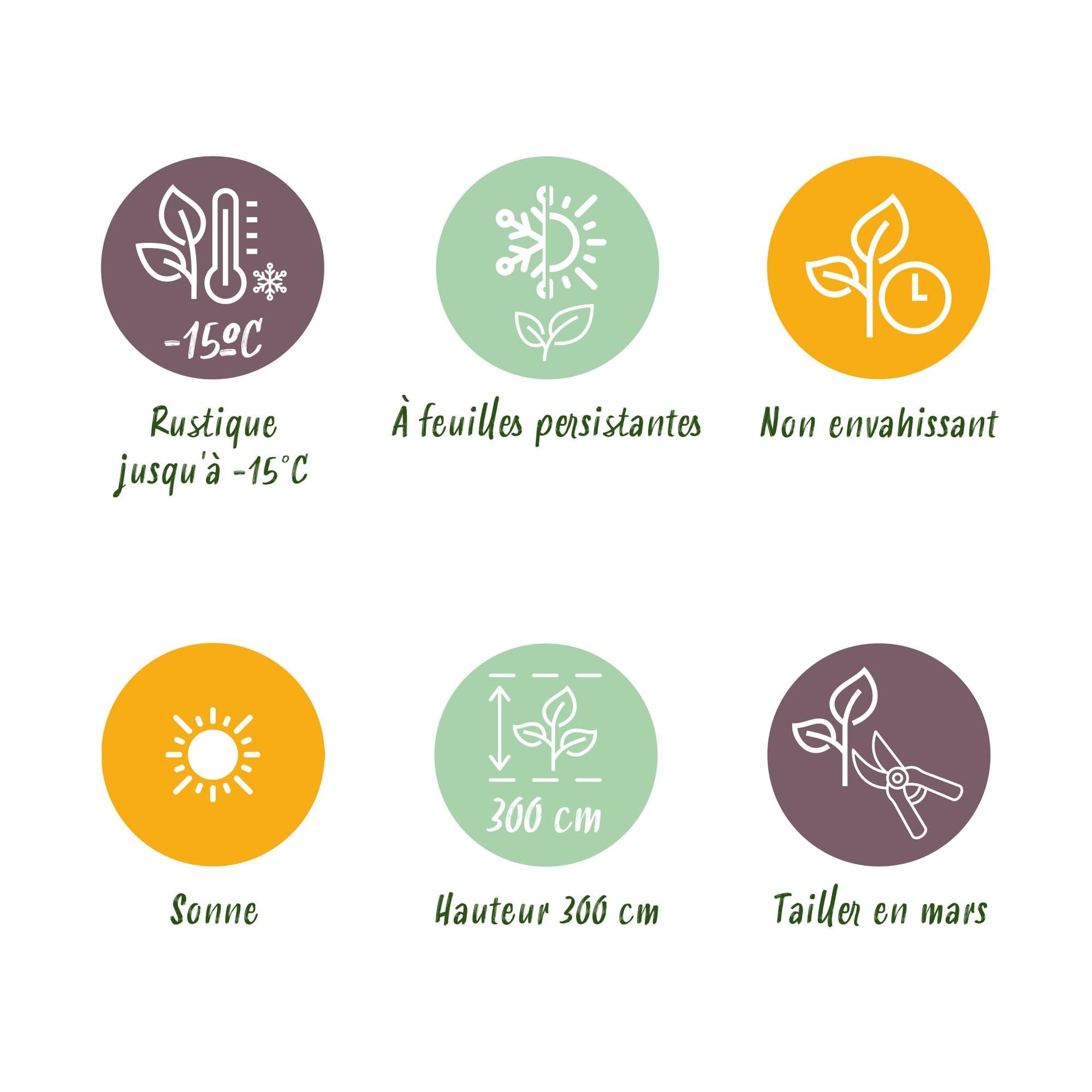 GreenboutiQ - Obstpflanze - Japanische Bananenpflanze Winterhart - Musa Basjoo - Winterhart - Topf 21cm Höhe 70-90cm