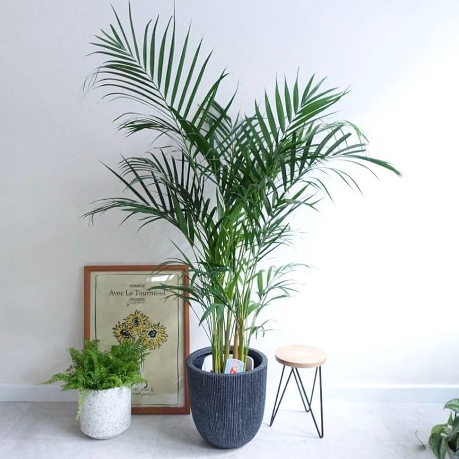 タイムセール！アレカヤシ　スーパーアレカヤシ　苗　苗木　観葉植物　8号鉢 タイムセール！アレカヤシ スーパーアレカヤシ 苗 苗木 観葉植物