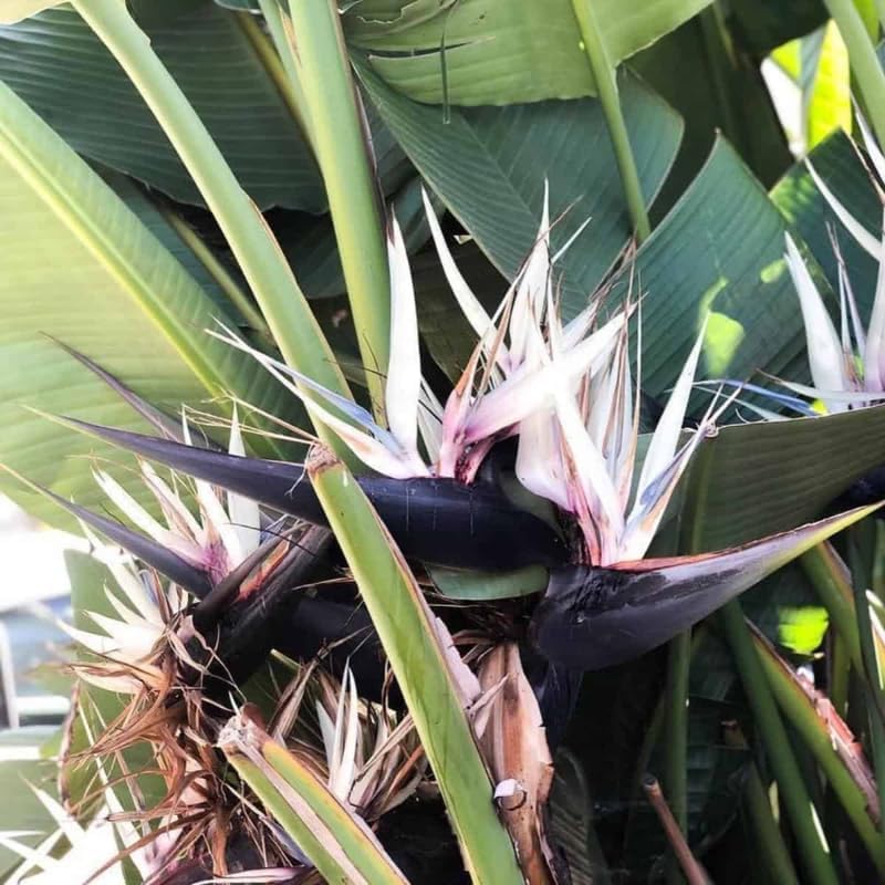 4 White Bird of Paradise Plants Live, Strelitzia Reginae, 4-7 Inch Tall, Tropical Flowering Plants for Indoor or Outdoor Growing