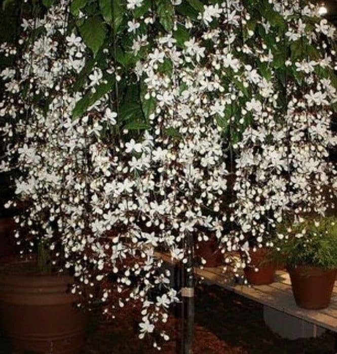 Creative Farmer Chains Of Glory Plant (Clerodendrum Wallichii) White Cassia Fistula Shower Clerodendrum|Wallichii (B0C7VBVSDZ) Amazon Price History, Amazon Price Tracker