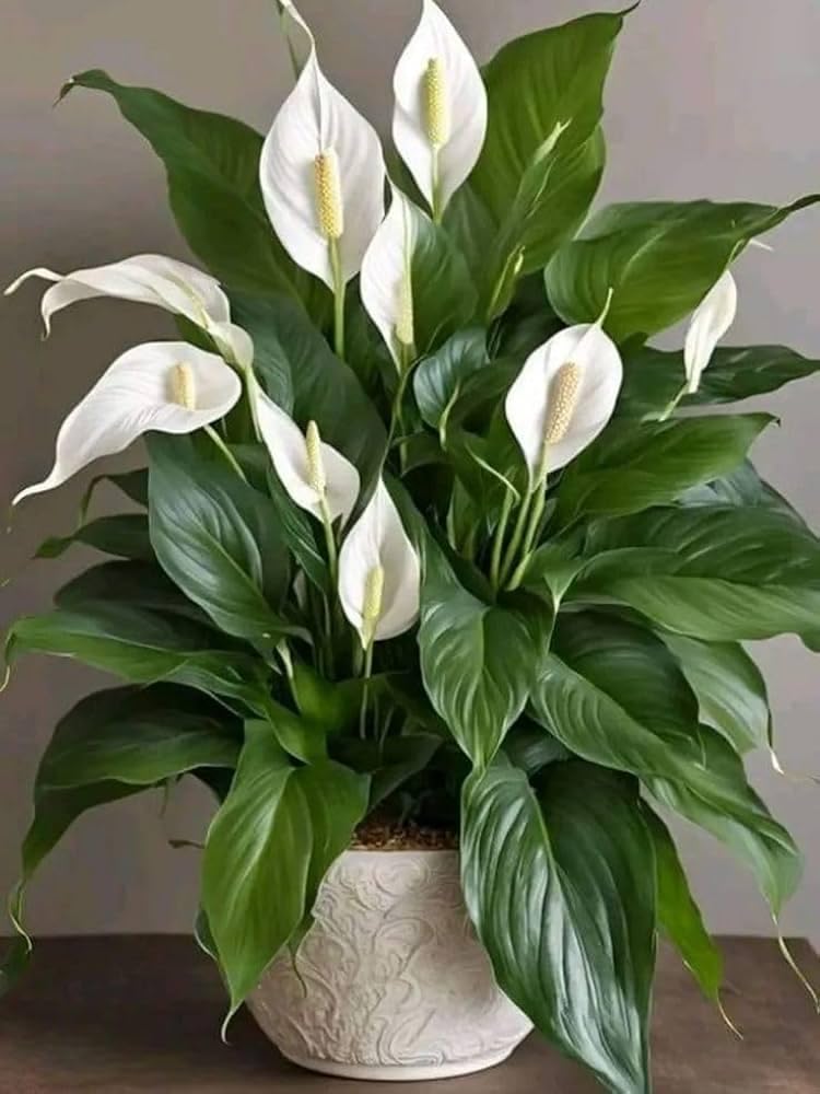 Live Peace Lily Plant, White Spathiphyllum, | Pot | Healthy Gardenimg Flower plant Living Room,Office Room Natural Air Purifying Indoor Good Luck Plant,(With Pot, Pack of 1) NN_15