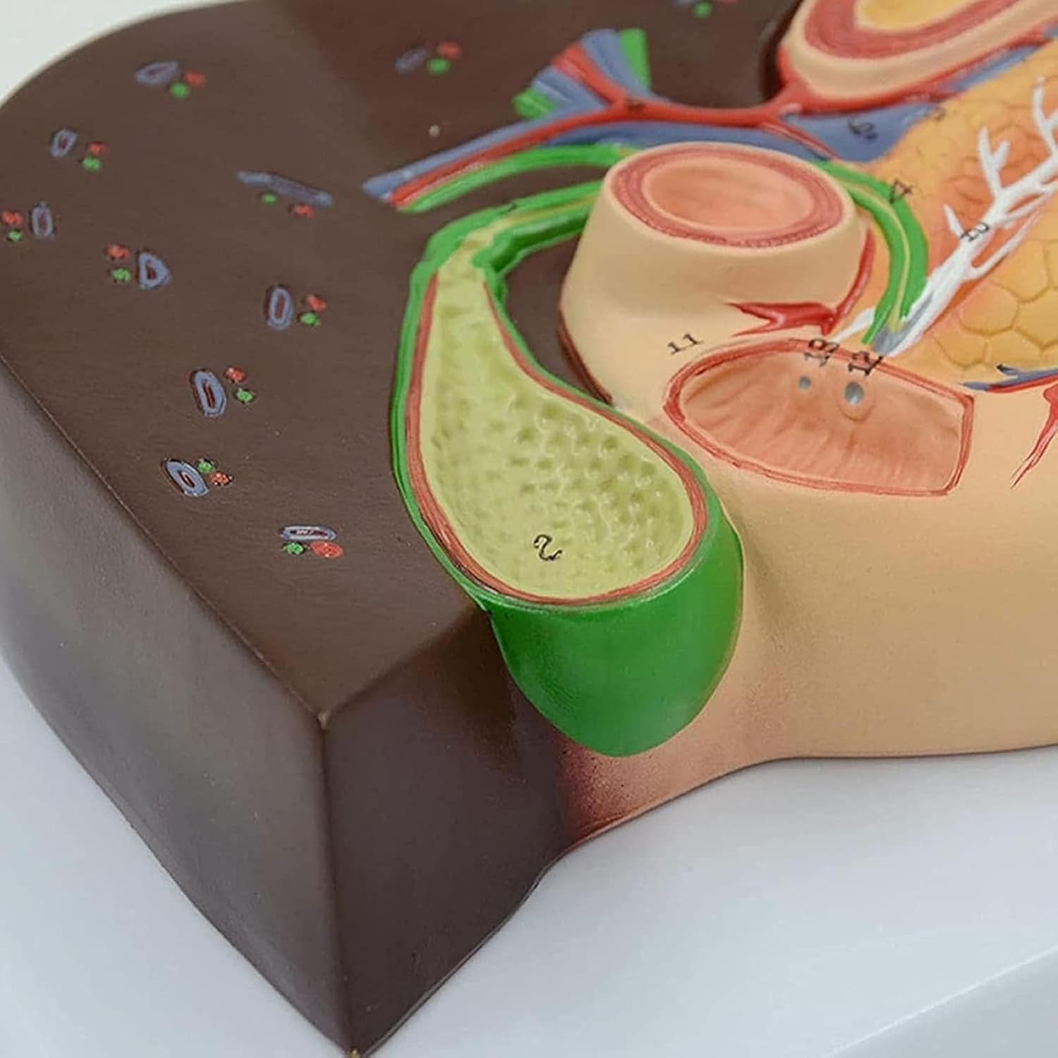 Model przekroju żołądka, naturalnej wielkości ludzka trzustka, wątroba, dwunastnica i pęcherzyk żółciowy, model anatomiczny, podstawa z PVC, odpowiedni do nauczania medycznego