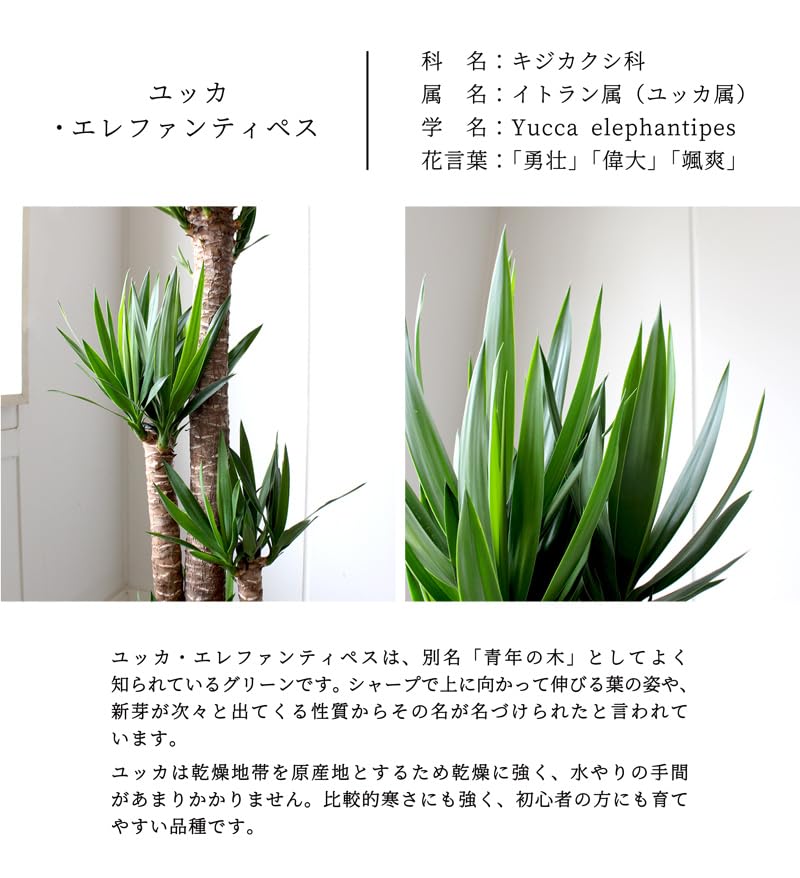 Amazon｜ユッカ・エレファンティペス10号｜観葉植物 オンライン通販