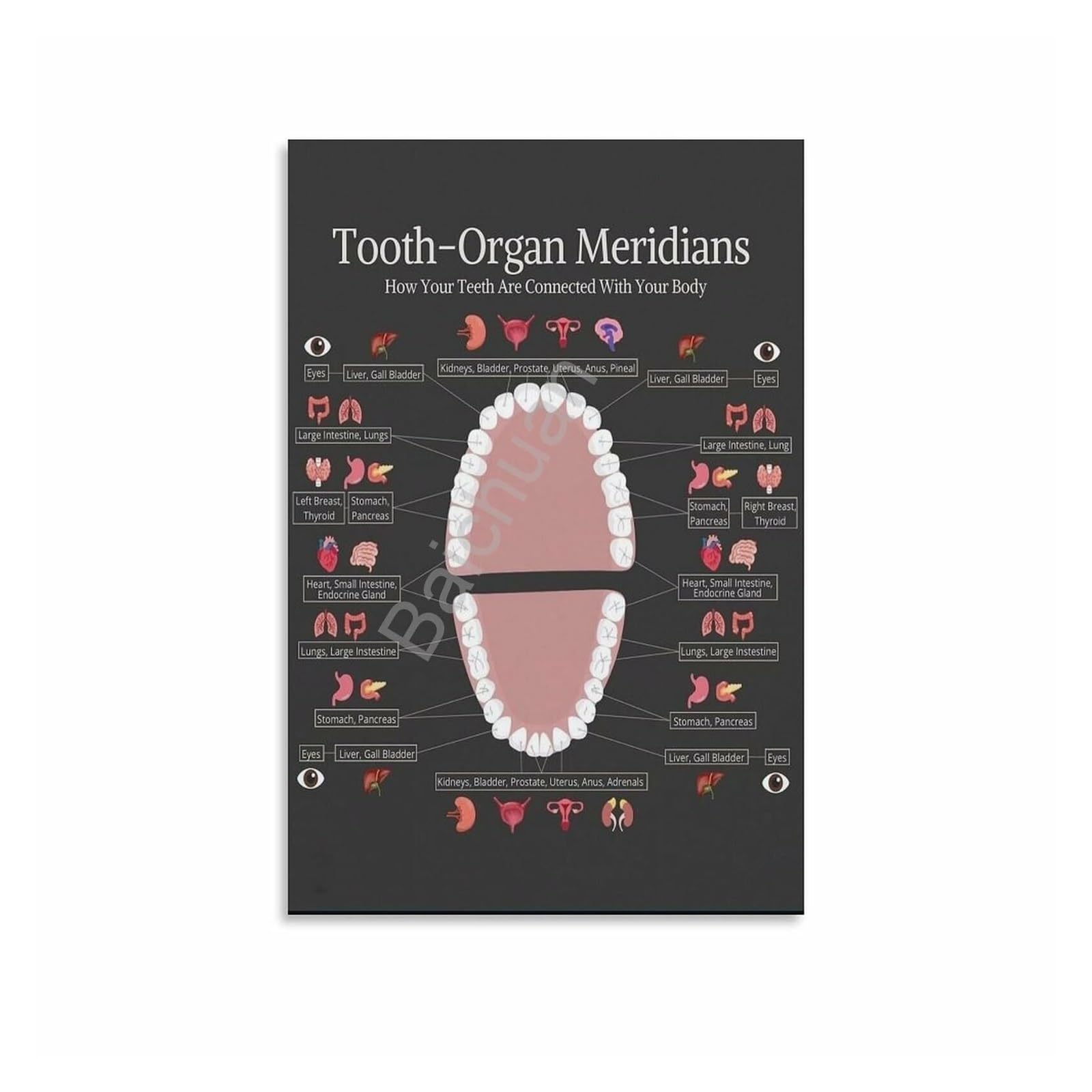 SSOPTMCB Complete Meridian Tooth Diagram, Acupressure Points Canvas Art, Office, Holistic Practice Decor(Framed,08x12inch(20x30cm))