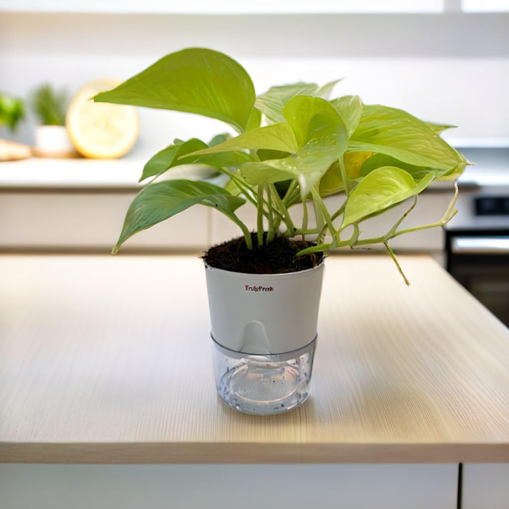 TrulyFresh Money Plant – Indoor Air Purifying Plant with Self-Watering Pot, Ideal for Home & Office Decor, Perfect for Living Room, Bedroom, Kitchen, & Office Table || Golden (B0DD495G9W) Amazon Price History, Amazon Price Tracker