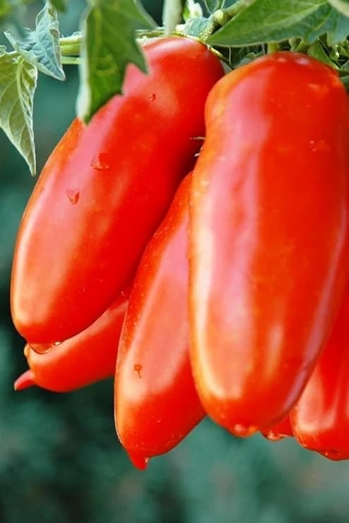 My Seed World San Marzano Tomato Seed / 10+ Seeds