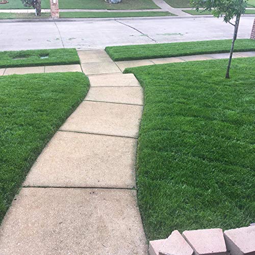 Outsidepride Midnight Kentucky Bluegrass Cool Season Fine, Soft Textured Lawn, Turf Grass Seed Blend - 5 Lbs #TOP4