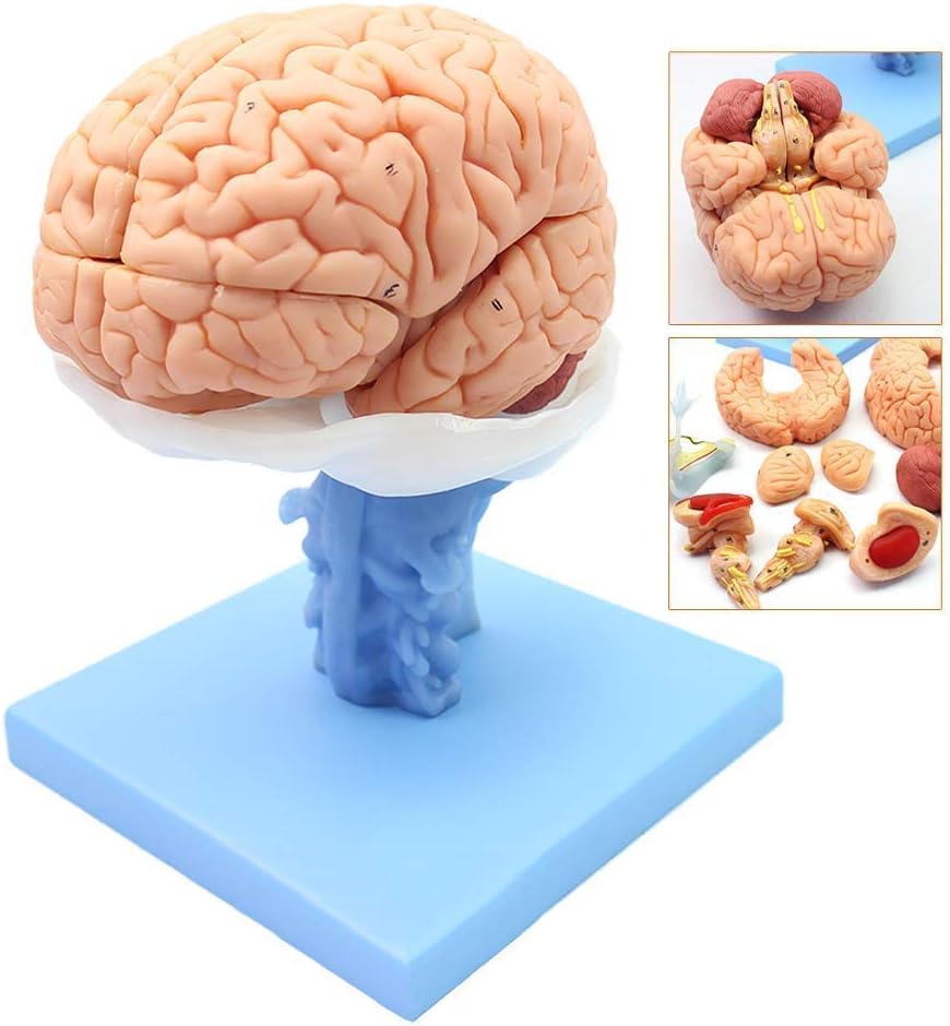 YANJ Educational Model Human Brain Anatomical Model Life Size Neurological System Model of Brainstem Interventricular Cerebellar Model Disassembled 15Parts Human Brain Model,Medical Mod