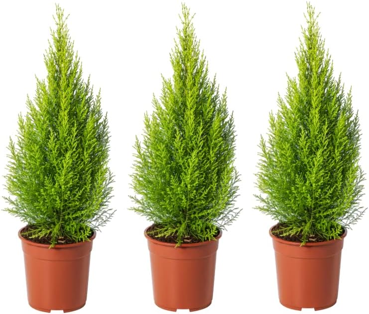 Ciprés Goldcrest - Pack 3 Plantas - Árboles Naturales Cupressus G...