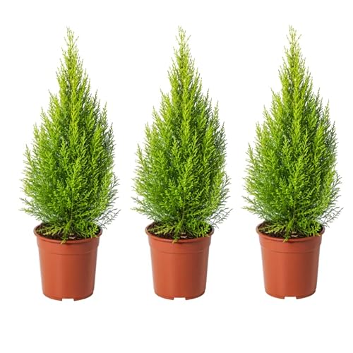 Ciprés Goldcrest - Pack 3 Plantas - Árboles Naturales Cupressus Golden Crest