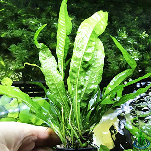 Greenpro Java Fern 'Philippine' | Microsorum Pteropus Low