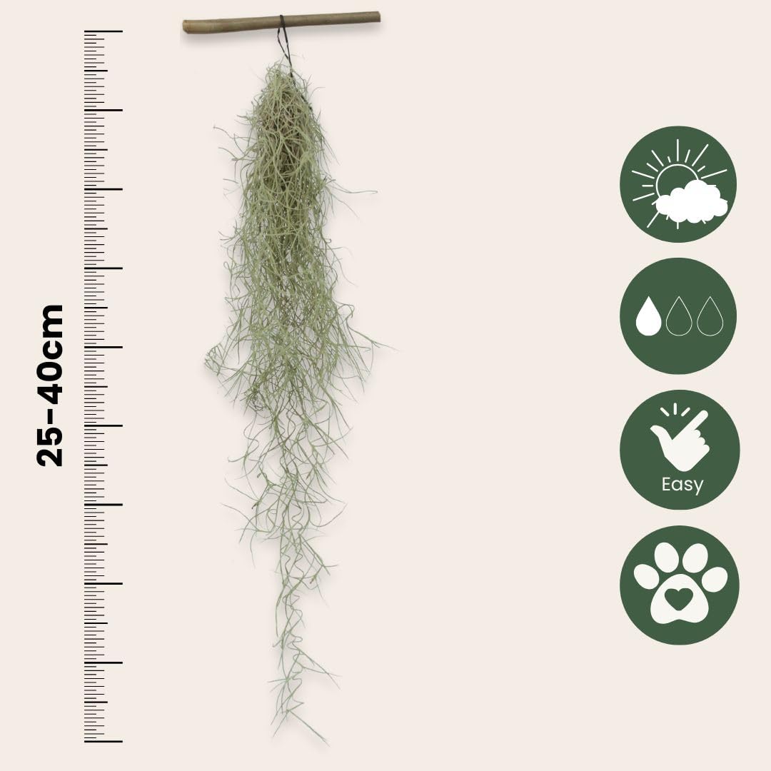 Plant in a Box - Tillandsia Usneoides - Set de 3 - Musgo español - Plantas de interior - Altura 25-40cm