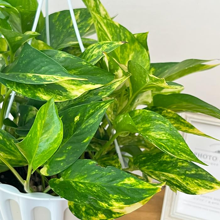 Amazon｜観葉植物 ポトス テルノ No.001 バレンシア 5号鉢 吊り鉢