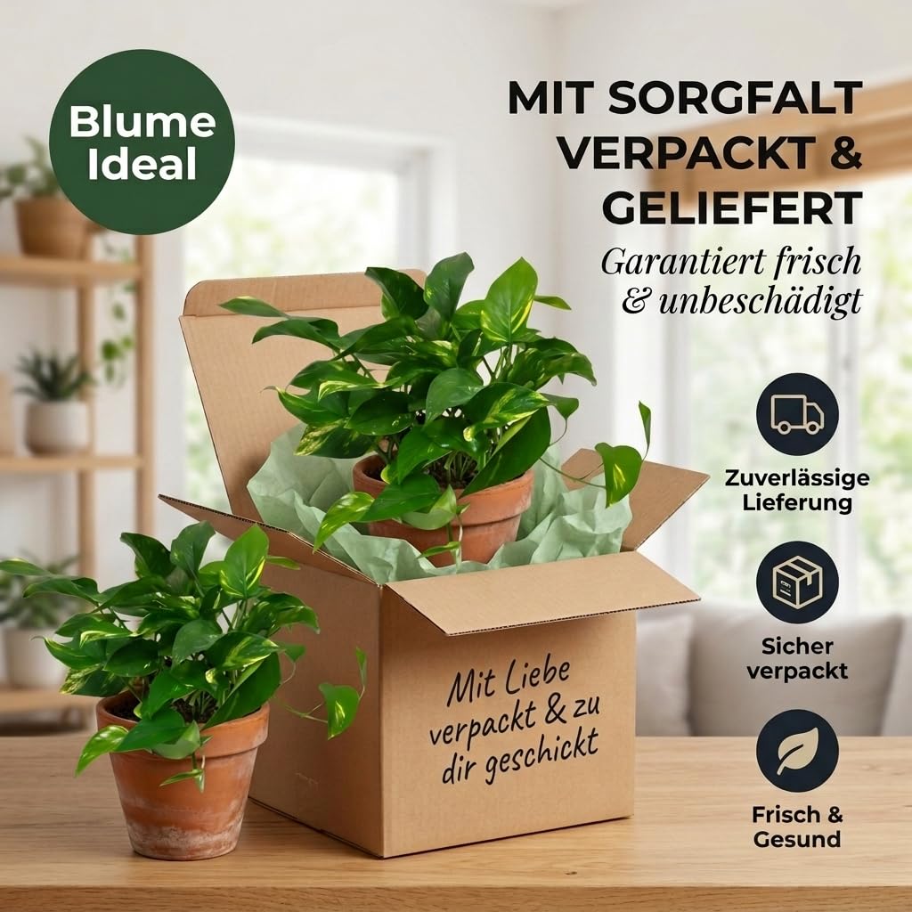 Efeutute | 2er-Set | Epipremnum aureum | ca. 30-35 cm | ø 12-15 cm Topf | Pflegeleichte Zimmerpflanzen für Wohnung und Büro | Qualität vom Pflanzen Profi | Ideale Raumbegrünung