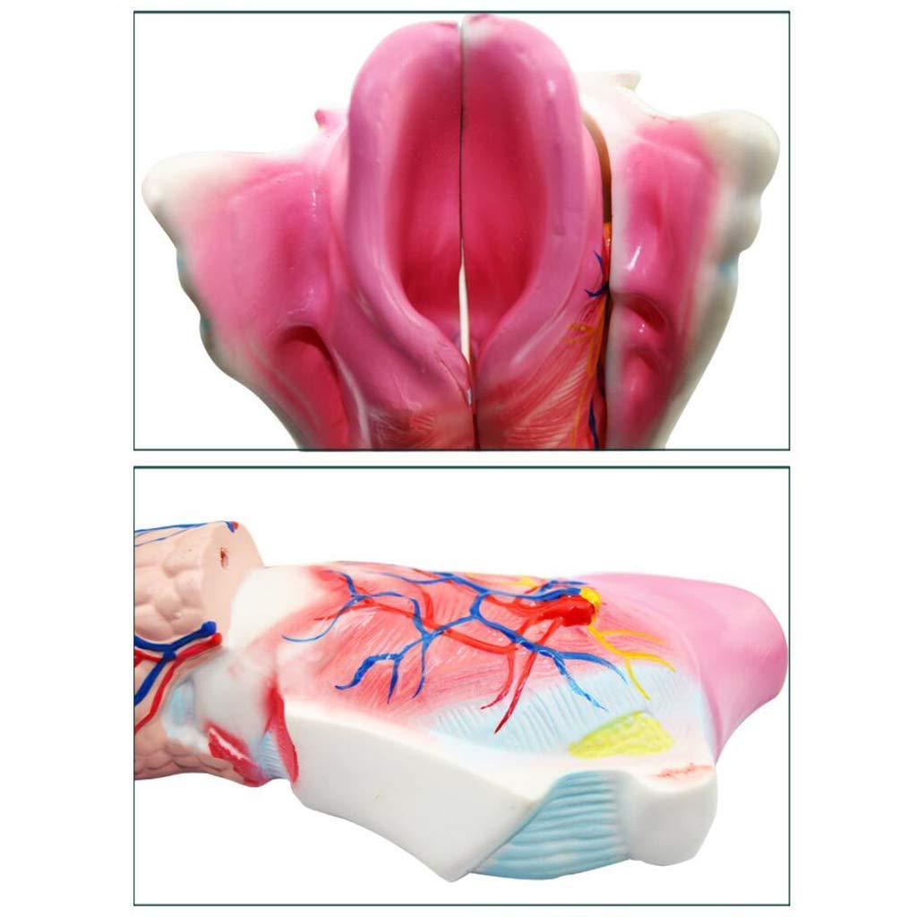Model dydaktyczny, model ludzkiego gardła, modele naukowe anatomii człowieka - szkielet anatomiczny symulacji medycznej, materiał żywiczny profesjonalny model gardła do medycznej pomocy edukacyjnej An