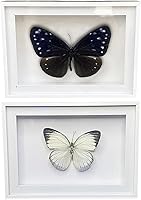 Vista 52 de 2 piezas enmarcadas de mariposa real, espécimenes de mariposa de taxidermia en marco, colección de insectos, decoración de escritorio para el hogar