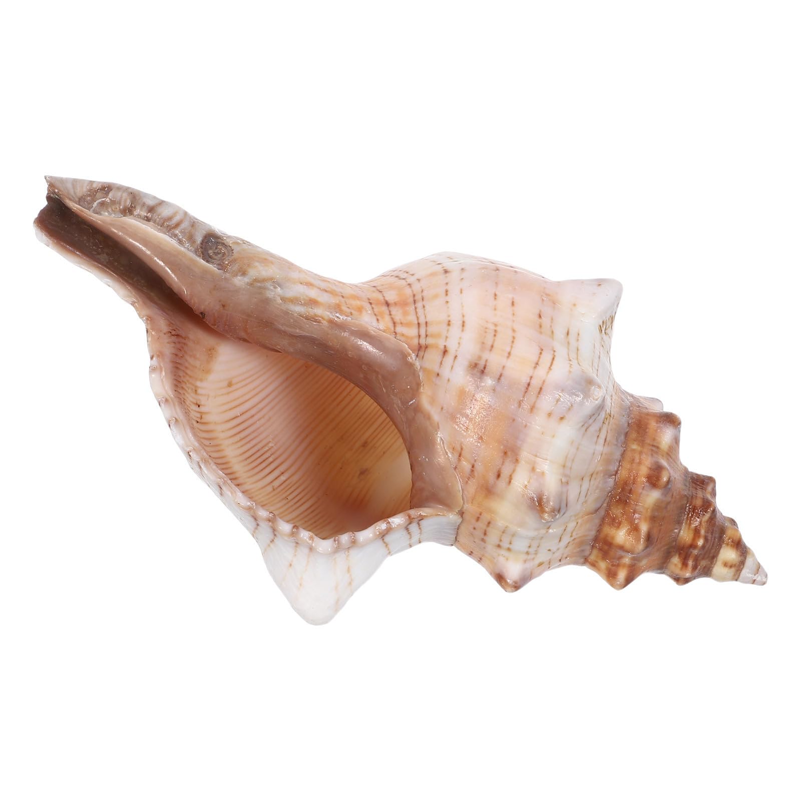 Conchas marinas naturales Alipis y elementos de textura única para jarrón