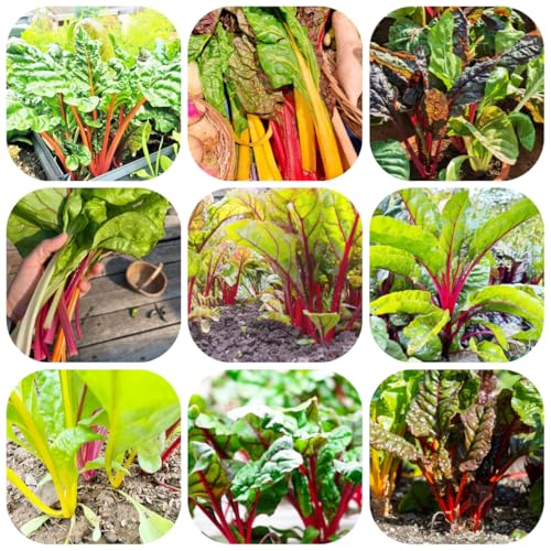 semillas de acelga - semillas de hortalizas - Plantas raras - plantar verduras semillas de hortalizas plantas de balcón resistentes plantas de jardín resistentes plantas verdes maceta 250pcs