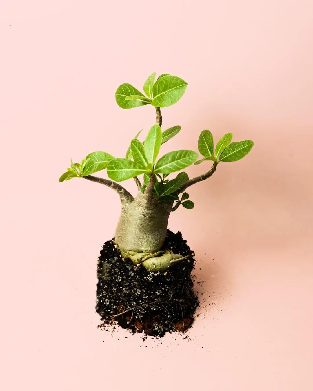 PUR PLANT | Baobab Adenium ansu | Plantas naturales interior con elegancia escultórica | Plantas naturales exterior resistentes | Maceta de Ø12 cm