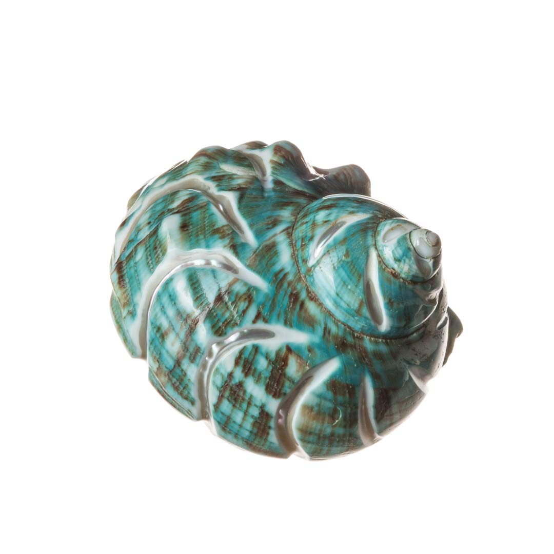 Jade Green Polished Turbo Shell - 4-4.5 Inch, For Hermit Crabs & Coastal Decor 3 thumbnail image