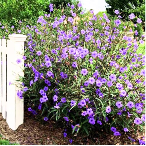Pack 2 Hardy Mexican Petunia Live Plants - Ruellia Simplex Petunia Plants for Outdoor Gardens - 6 to 8 Inch Tall - Flowering Plants, Purple