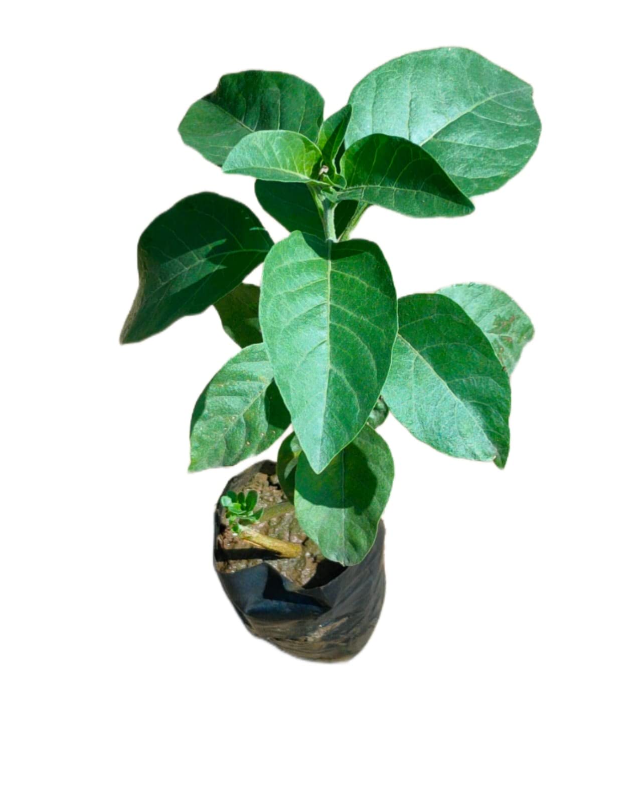 Sumit Greenery Ashwagandha Live Plant – Medicinal Herb Pack of 1 with Pot & Safe Packaging. (B0BXJF8JRJ) Amazon Price History, Amazon Price Tracker