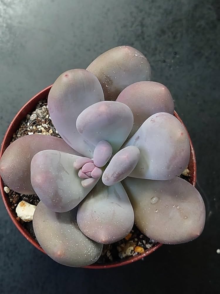 多肉植物^o^ 葉挿し赤ちゃん　ムーンストーン2コセット Amazon.co.jp: 多肉植物 韓国苗 ムーンストーン : DIY・工具