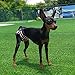 NAMSAN Hunde Windeln 3 Stück Waschbare Schutzhose für Hündinnen Einstellbare Hunde Höschen für Urin Inkontinenz/Untrainierte Welpen/Läufigkeit Hündin - XXL