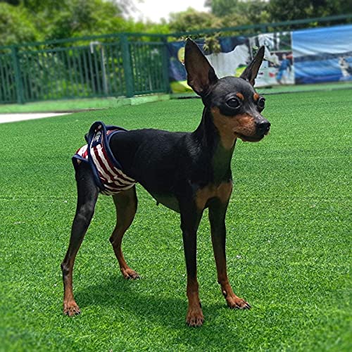 NAMSAN Hunde Windeln 3 Stück Waschbare Schutzhose für Hündinnen Einstellbare Hunde Höschen für Urin Inkontinenz/Untrainierte Welpen/Läufigkeit Hündin - XXL