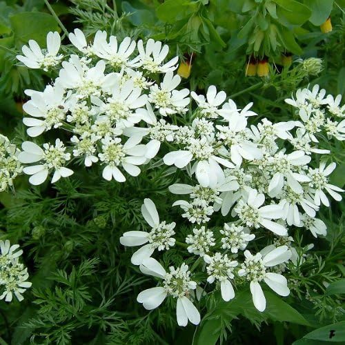 Amazon Co Jp オルレア オルレイヤ グランディフローラ3 3 5号ポット12株セット ホワイトガーデンに Diy 工具 ガーデン