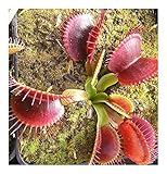 semillas de venus atrapamoscas precio semillas frescas y viables Exotic Plants Dionaea muscipula G14 Dirk Venthams Giant - dionea atrapamoscas o Venus atrapamoscas - 5 Semillas