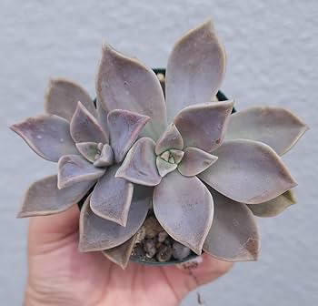 多肉植物　朧月　カット苗 多肉植物 朧月 カット苗 - メルカリ