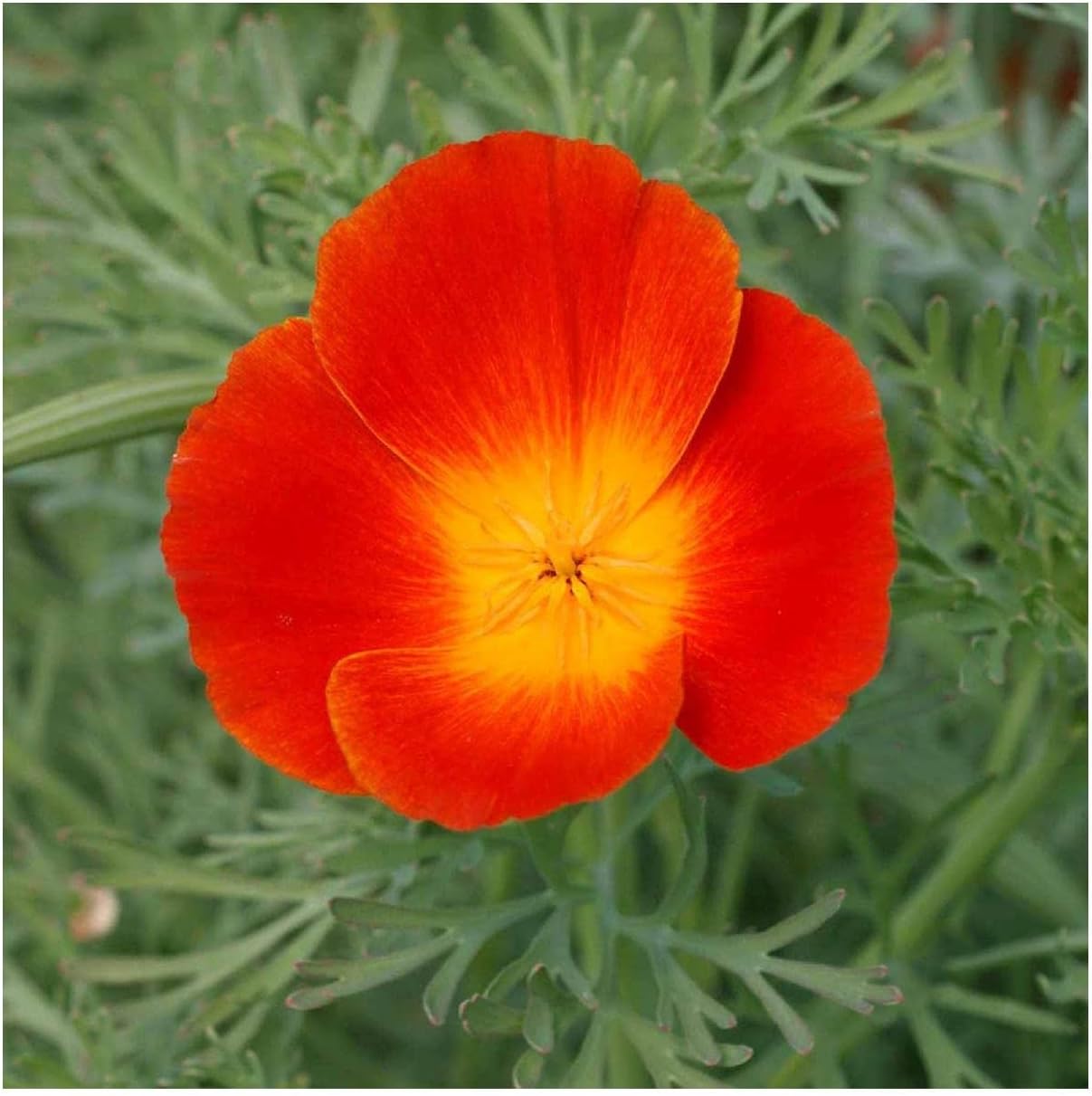 Everwilde Farms - 1 Lb Red Chief California Poppy Wildflower Seeds - Gold Vault