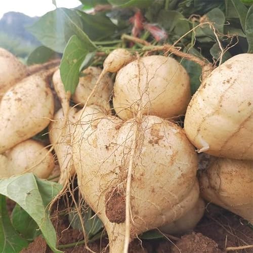 40 Jicama Seeds - Mexican Yam Bean - Root Potato Tuber Fruit Seeds For Planting Garden #TOP28