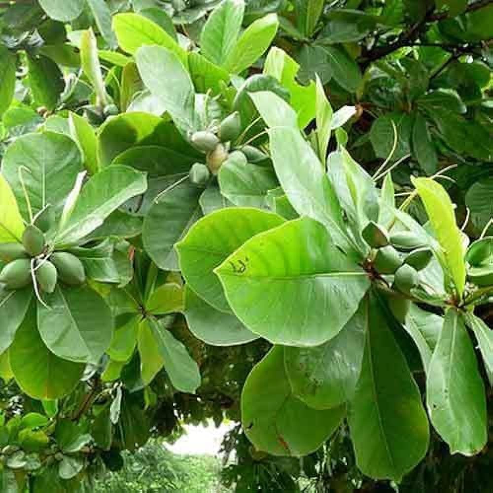 Almond plants hybrid grafted plants 1 Live green plant (B0DB2YBVH4) Amazon Price History, Amazon Price Tracker