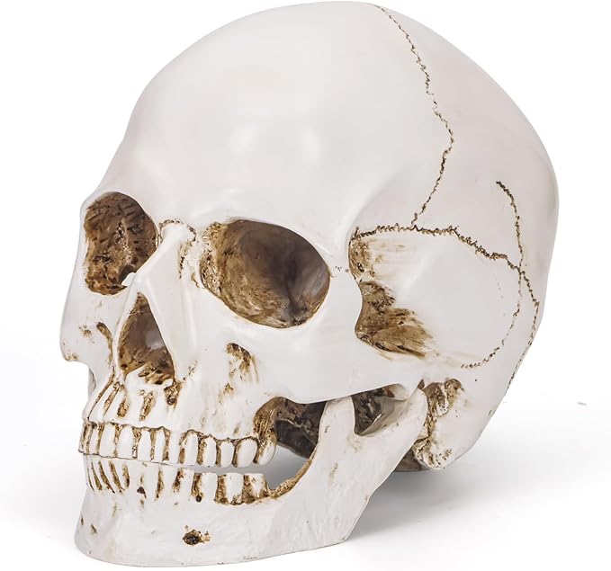 Bone White Resin Skull Sculpture - High Fidelity Model for Halloween Decor, Home Decoration, Artistic Display & Trophy