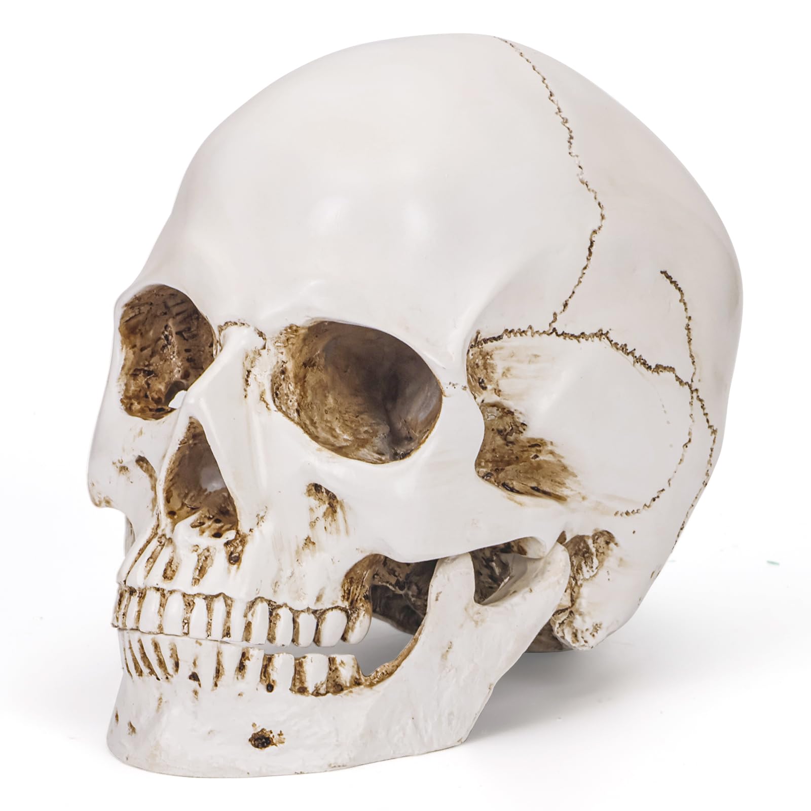 Amazon.com: Sinromrich Bone White Resin Skull Sculpture - High