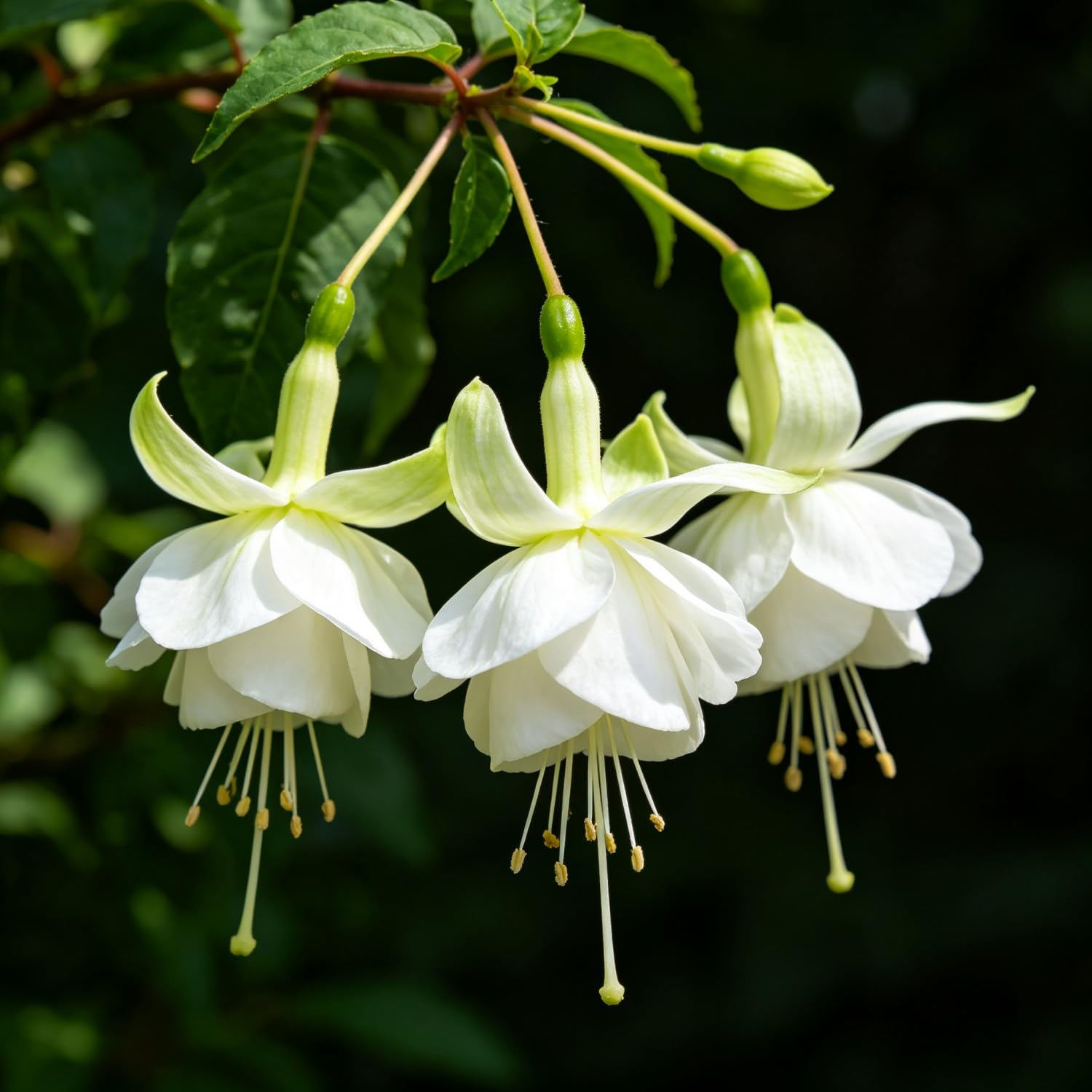 Fuchsia Seeds-Hardy Perennial， Excellent Display Indoor，Balcony，Garden