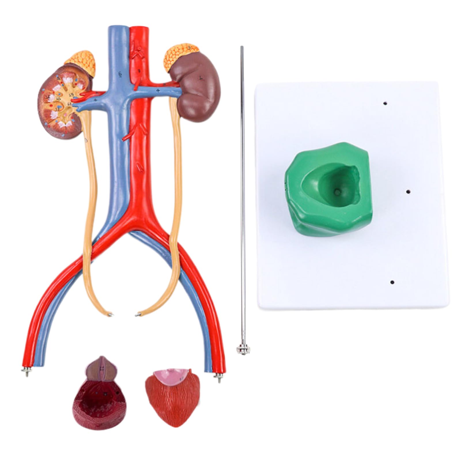 Modèle d'urinoir masculin AMITD idéal pour les cours d'anatomie médicale