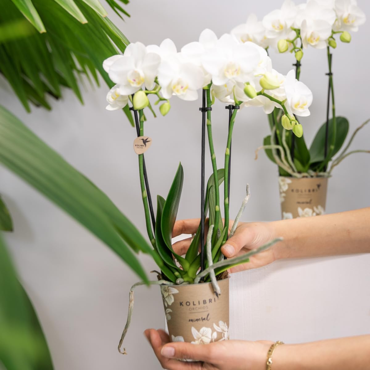 Kolibri Orchids | COMBI DEAL von 2 weißen Phalaenopsis Orchideen - Amabilis - Topfgröße Ø9cm | blühende Zimmerpflanze - frisch vom Züchter