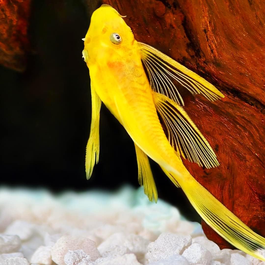Golden Blue Eye Longfin Bristlenose Pleco 1.5" (Pack of 2 Fish) - Aquarium Exotic Freshwater Live Fish