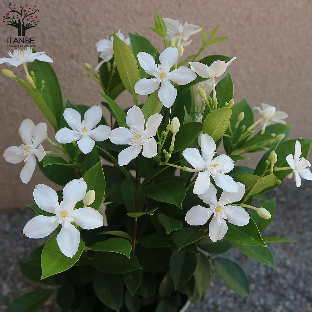 Amazon Co Jp セイロンライティア 6号鉢 品種で選べる花木苗 6号鉢 1個売り 学名 Wrightia Antidysenterica タイプ キョウチクトウ科ライティア属 開花時期が長く 5 11月頃に白い可憐な花を次々と咲かせます 寒さに弱いので 一年草扱いされることも多いですが