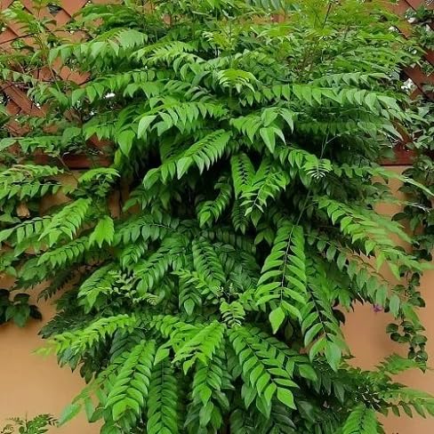 50pcs New Fresh Curry Leaf Plant Seeds
