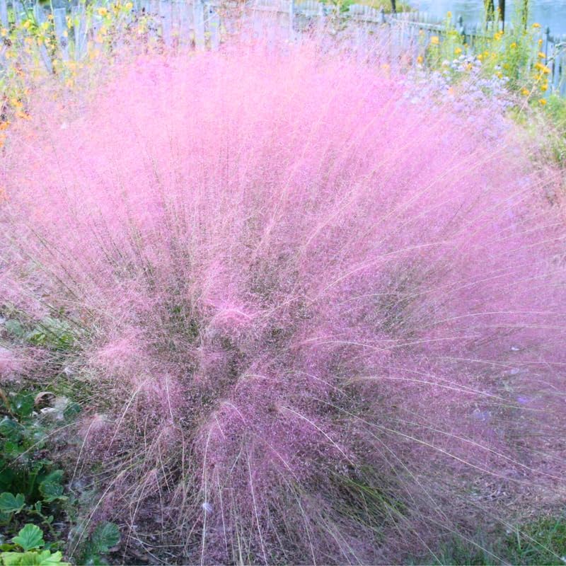 3 Pink Muhly Grass Live Plants, Pink Muhly Grass Plants, 4 to 6 Inch Tall, No Pot for Planting Outdoor Garden