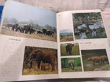 原色いもうと図鑑 Vol1 いろもよう 珊瑚色(さんごいろ)|HAC-1-OR|商品カタログ