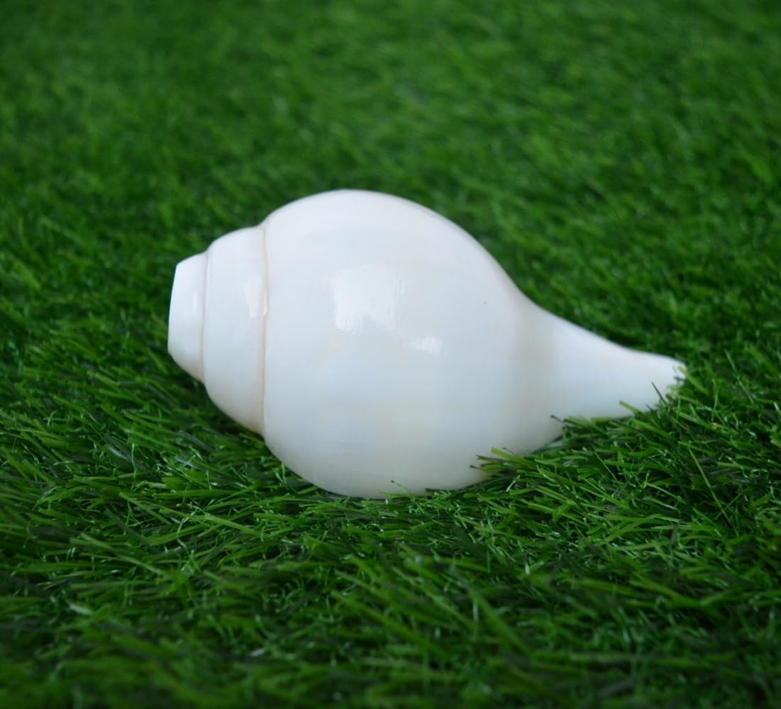 Natural White Pooja Blowing Sound Shankh for Worship Pooja Shankh Sacred Shell Navratri Poojan Shankh Sacred Shell Navratri Pooja Lord Krishna Shankh Conch Shell Narayan Shank (Shankh 5" Inch)