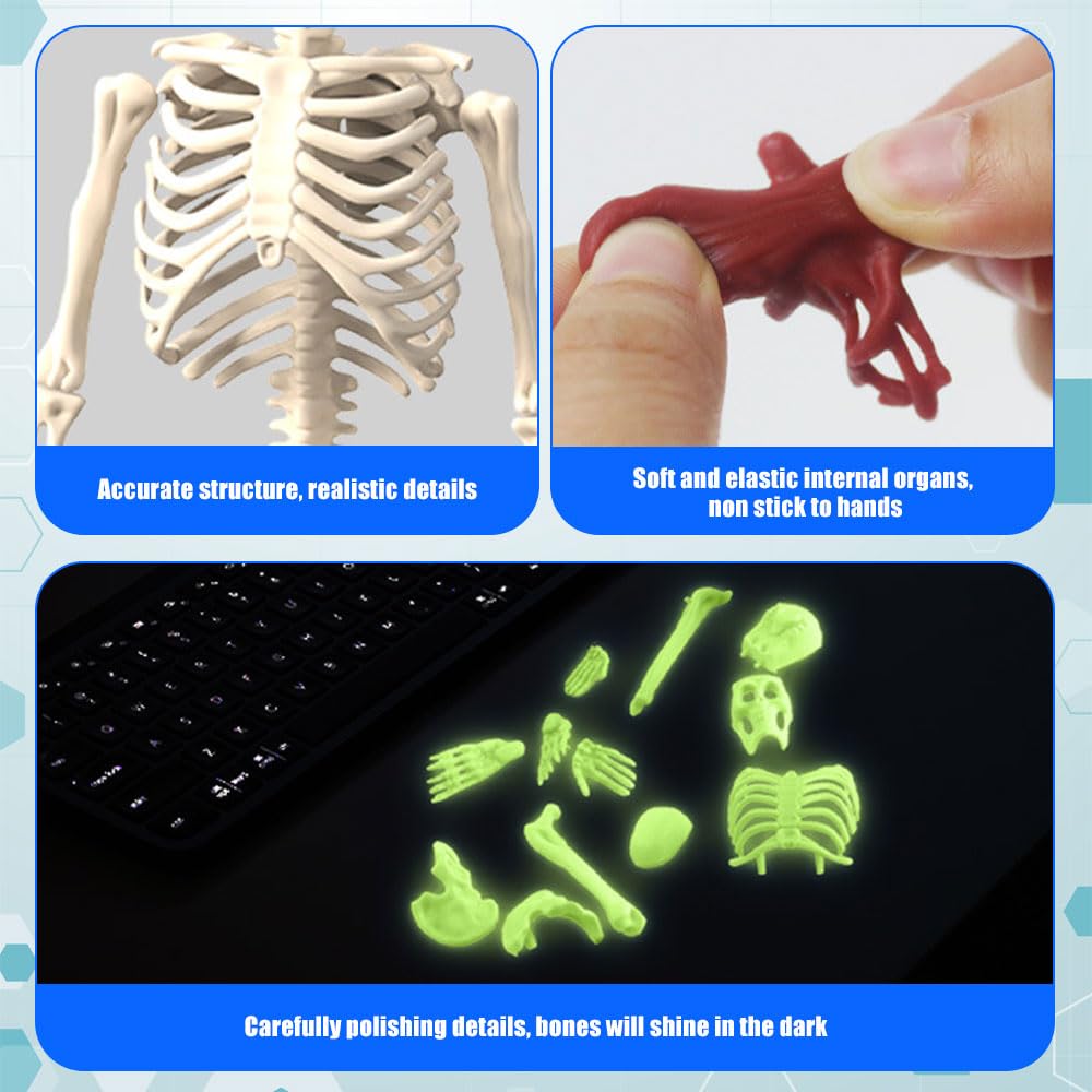 Human Body Model for Kids 32CM Science Can Human Body Model for Kids with 9 Removable Organs - Image 3