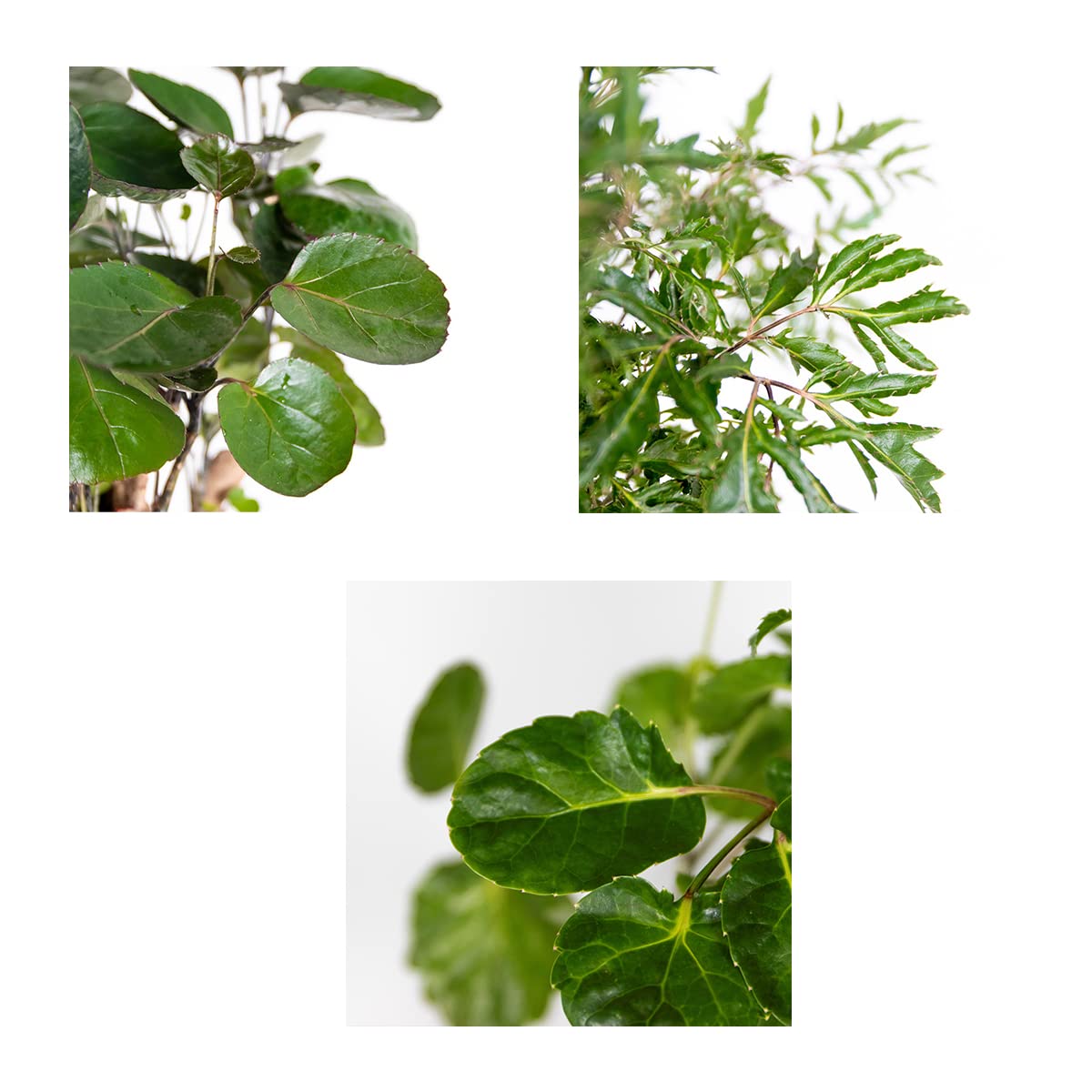 Bloomique - Mix de 3 Polyscias - Aralia - ‘Fabian’, ‘Ming’, ‘Green Lemon’ - Plantas de interior - Apta para mascotas - Altura 30-40 cm - Maceta 12 cm