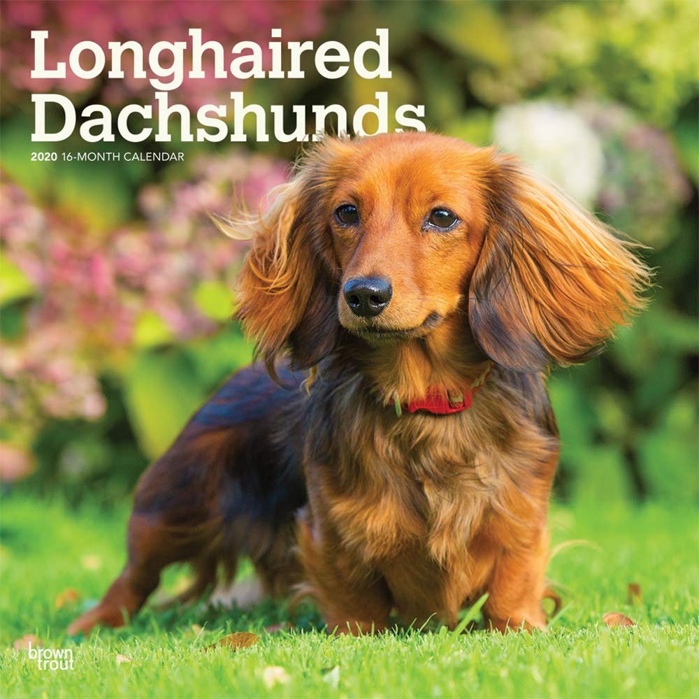 Longhaired Dachshunds 2020 12 x 12 Inch Monthly Square Wall Calendar, Animals Dog Breeds (English, French and Spanish Edition)